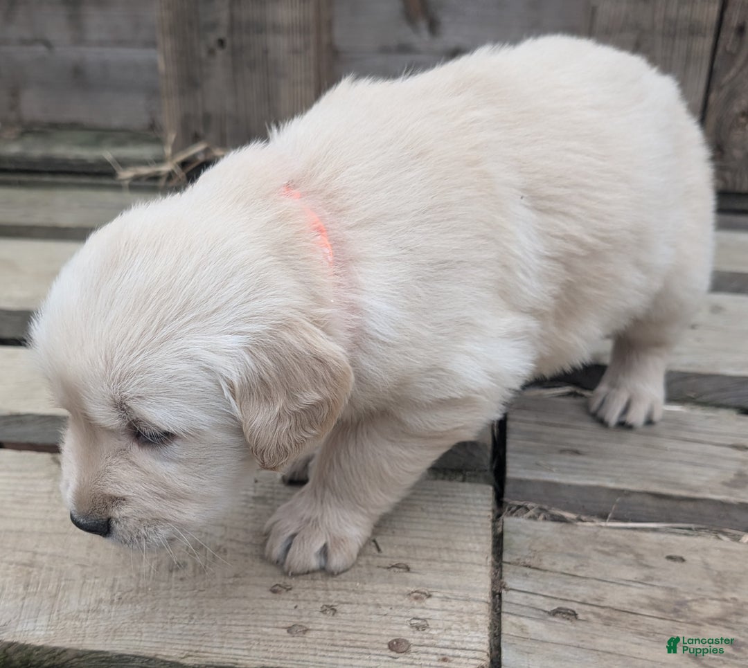 Golden Retriever dogs for sale: Luna - Ad 4