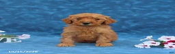 Mini Goldendoodle dogs for sale: Pepsi - Ad 3