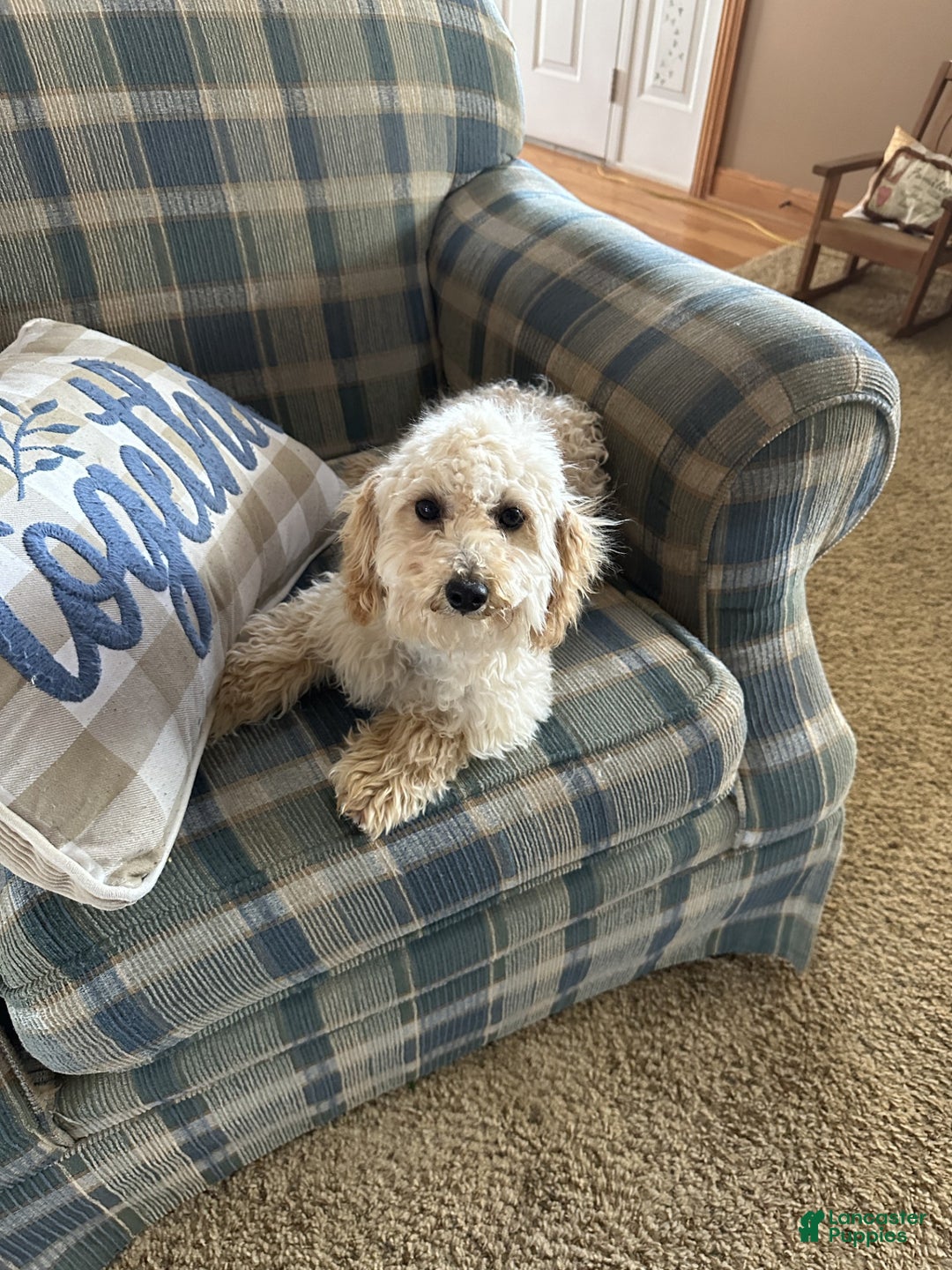 Cavapoo dogs for sale: Lyric - Ad 1