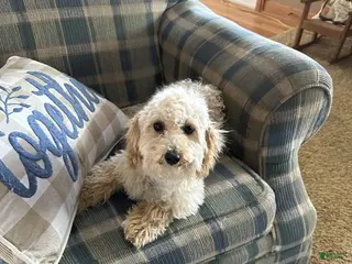 Cavapoo dogs Lyric - Ad 34