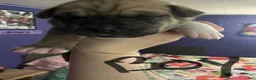 Mixed Breed dogs for sale: Mixed Breed 5 - Ad 3
