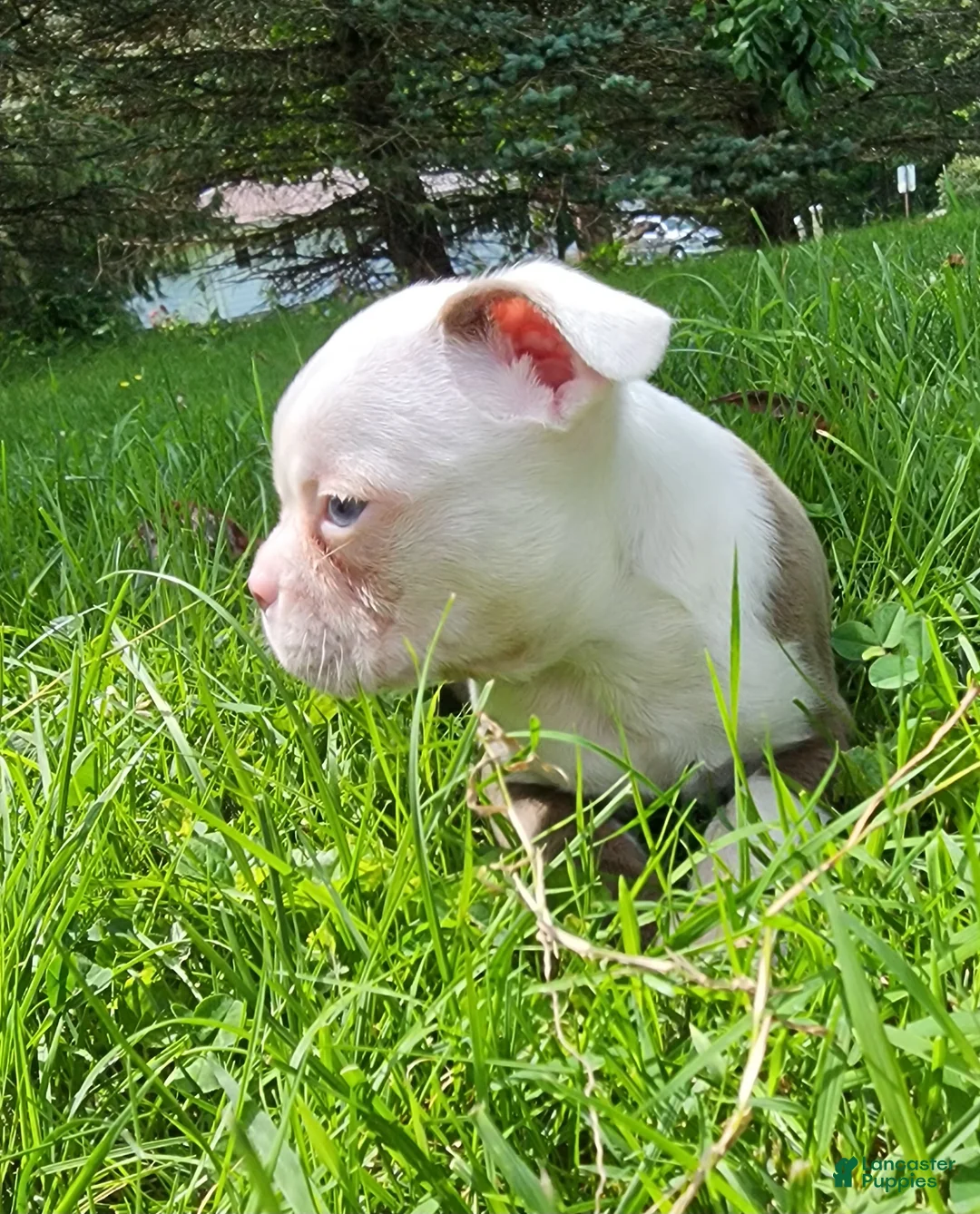 Boston Terrier dogs for sale: Taurus (male 1) - Ad 2