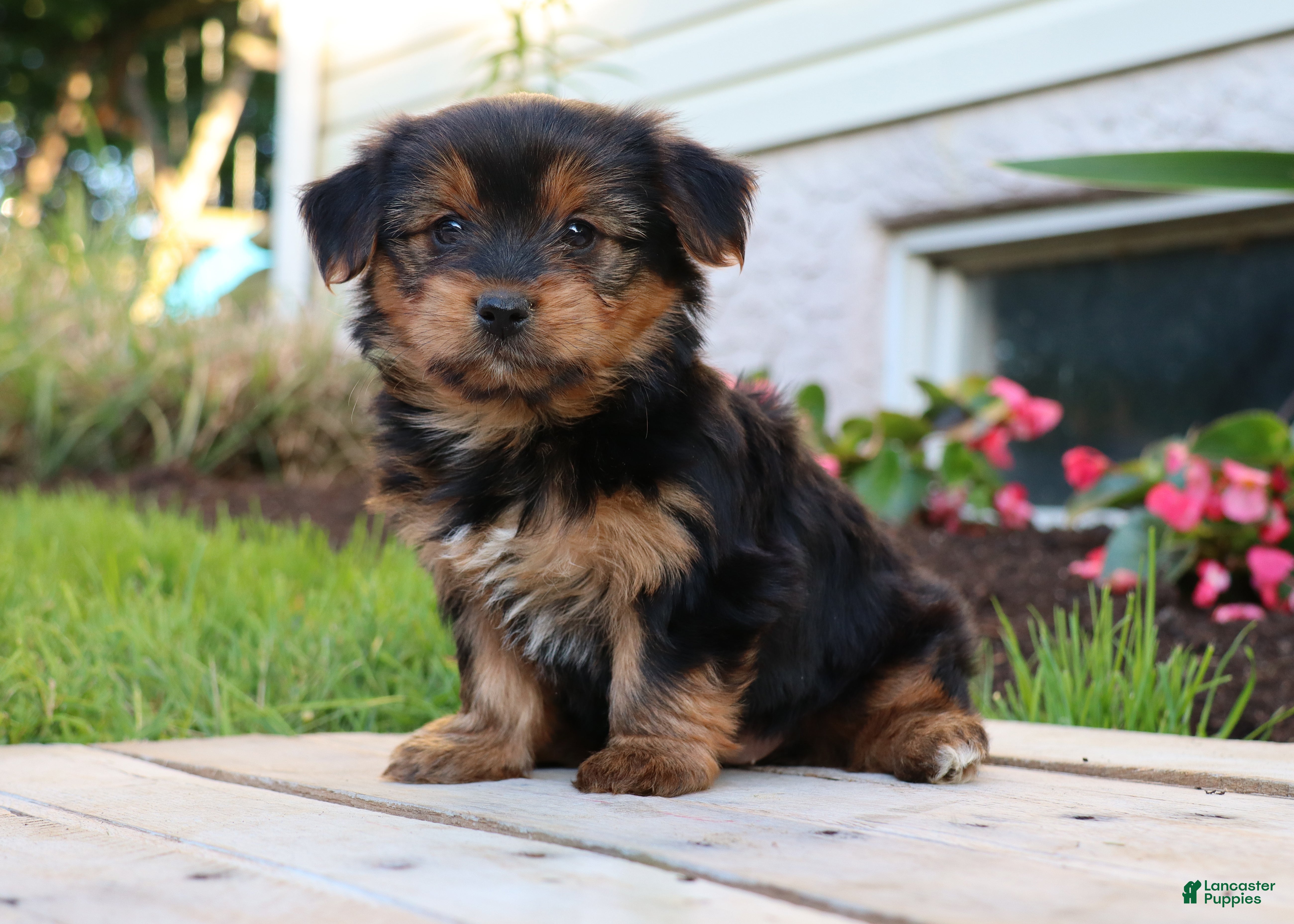 Yorkshire Terrier dogs Tia - Ad 2