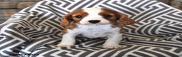 Cavalier King Charles Spaniel dogs for sale: Patrick - Ad 1
