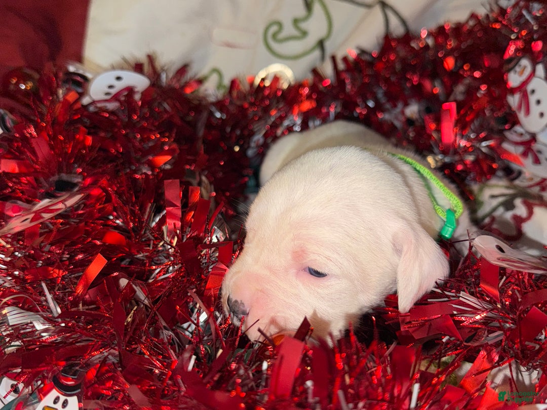 Mixed Breed dogs for sale: Leena  - Ad 5