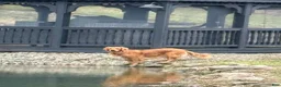 Golden Retriever dogs for sale: Golden Retriever Puppy 3 "BLUE" - Ad 5