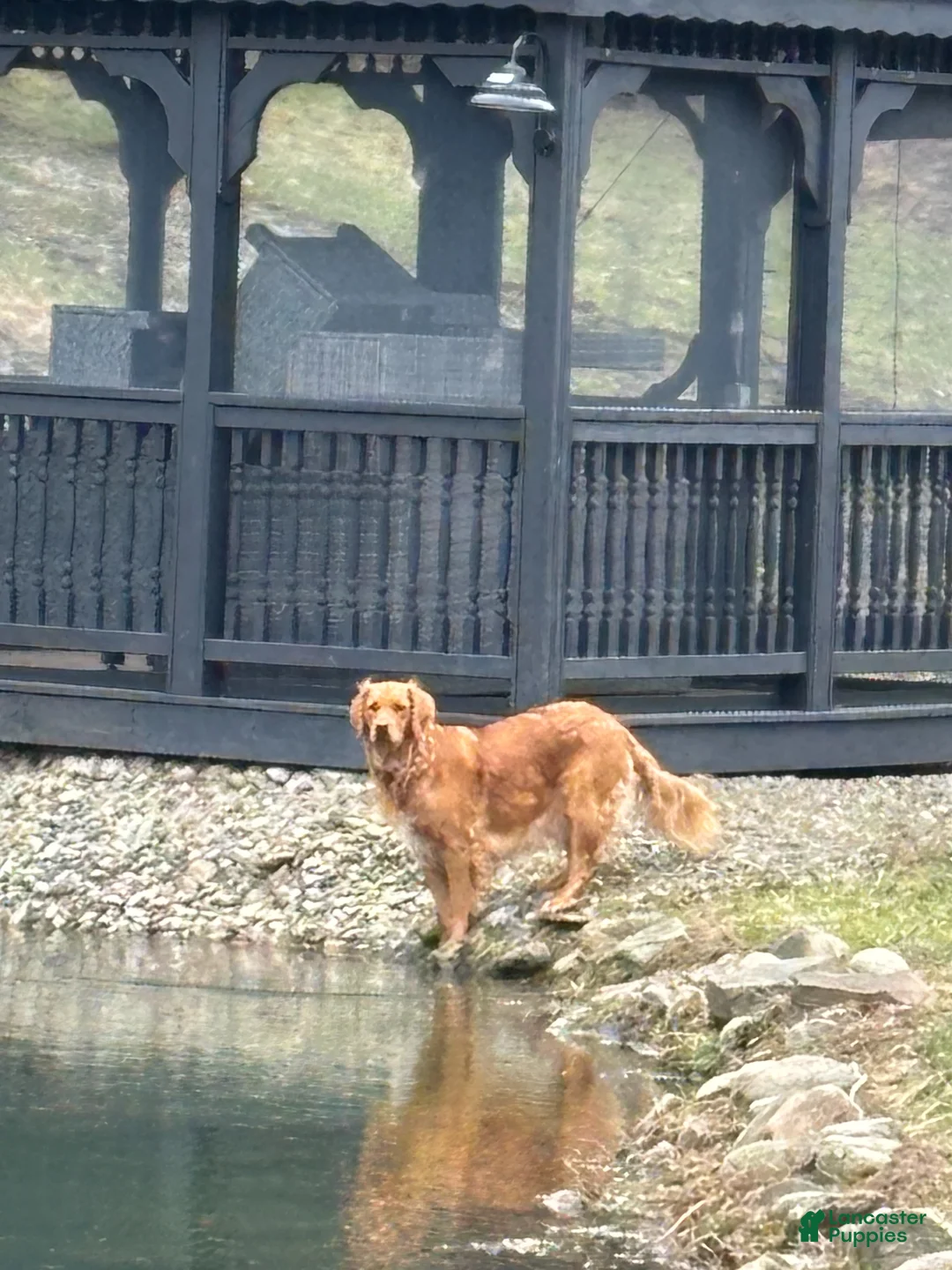 Golden Retriever dogs for sale: Golden Retriever Puppy 3 "BLUE" - Ad 5