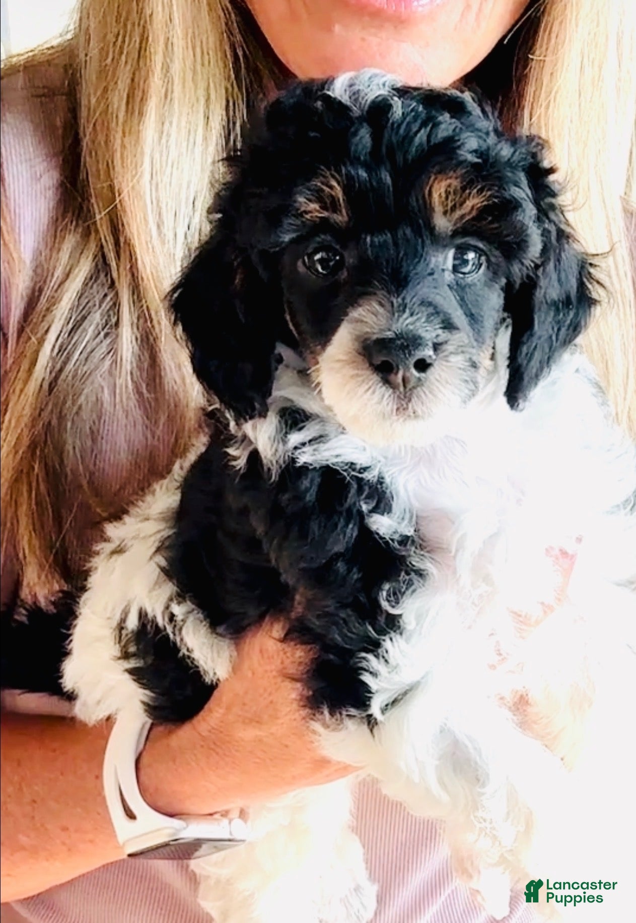 Miniature Poodle dogs Boy - Ad 14