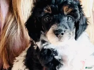 Miniature Poodle dogs Boy - Ad 14