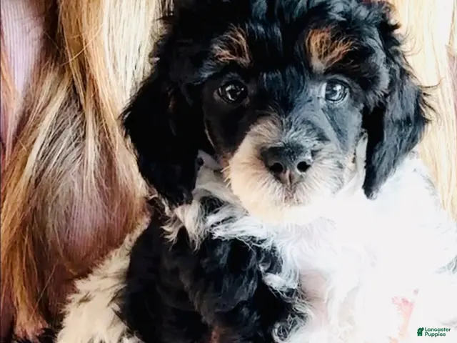 Miniature Poodle dogs for sale: Boy - Ad 1