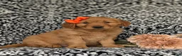 Golden Retriever dogs for sale: Nadine AKC Registered - Ad 3