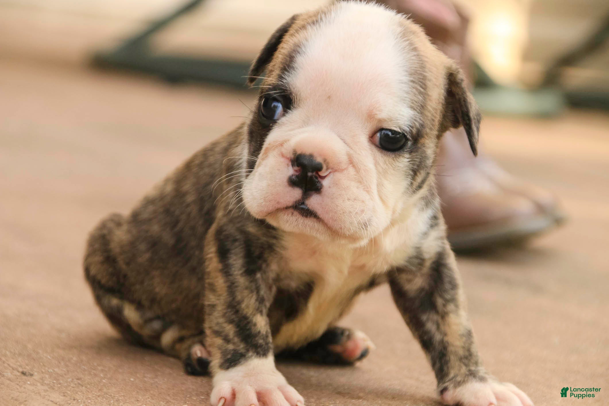 English Bulldog dogs Queen English Bulldog  - Ad 2