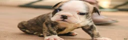 English Bulldog dogs for sale: Queen English Bulldog  - Ad 2