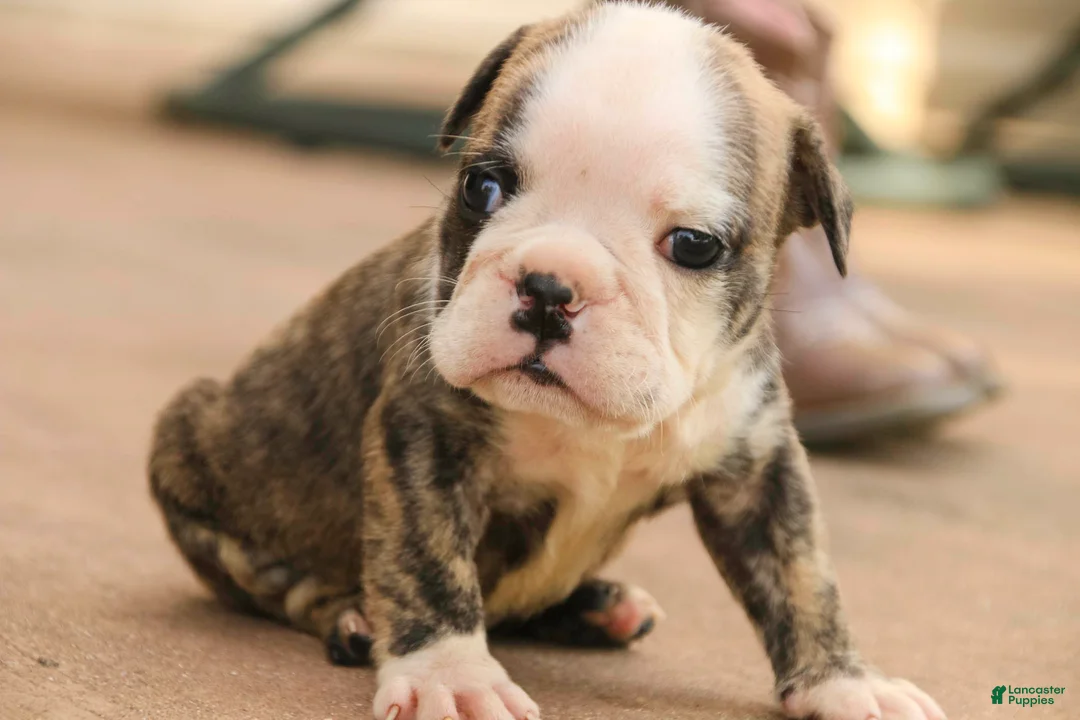 English Bulldog dogs for sale: Queen English Bulldog  - Ad 2