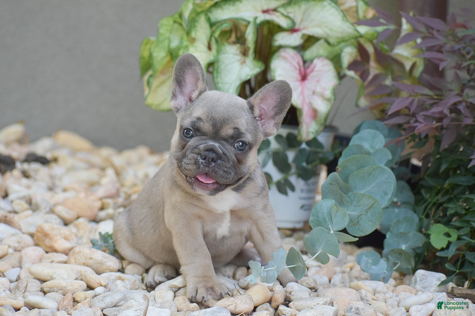 French Bulldog dogs Lavender - Ad 33