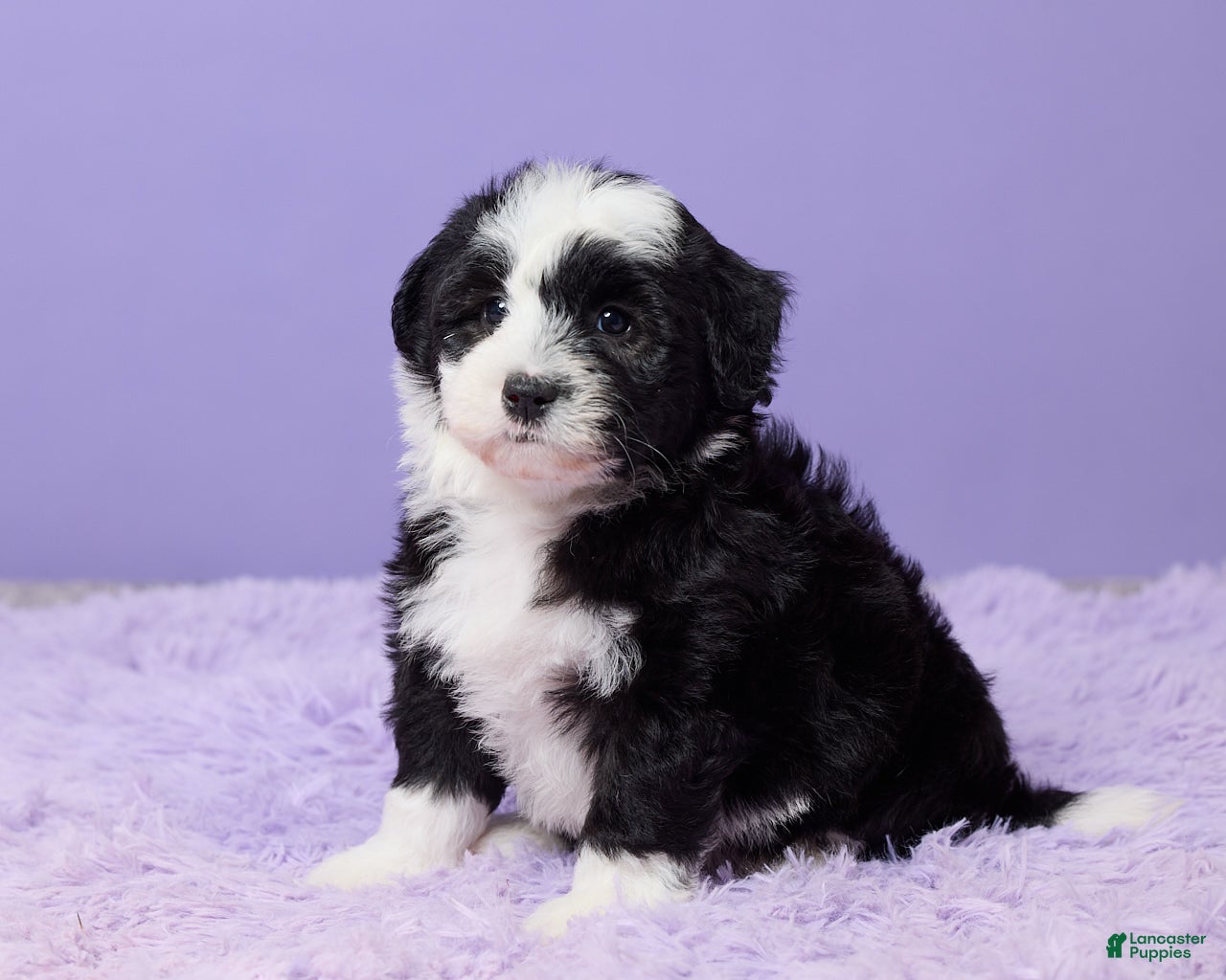Mini Sheepadoodle dogs Sarge - Ad 2