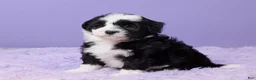 Mini Sheepadoodle dogs for sale: Sarge - Ad 2