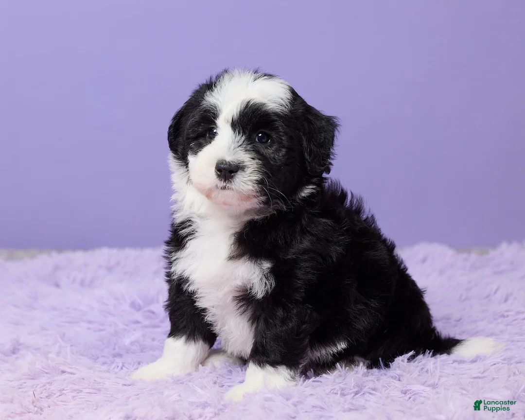 Mini Sheepadoodle dogs for sale: Sarge - Ad 2