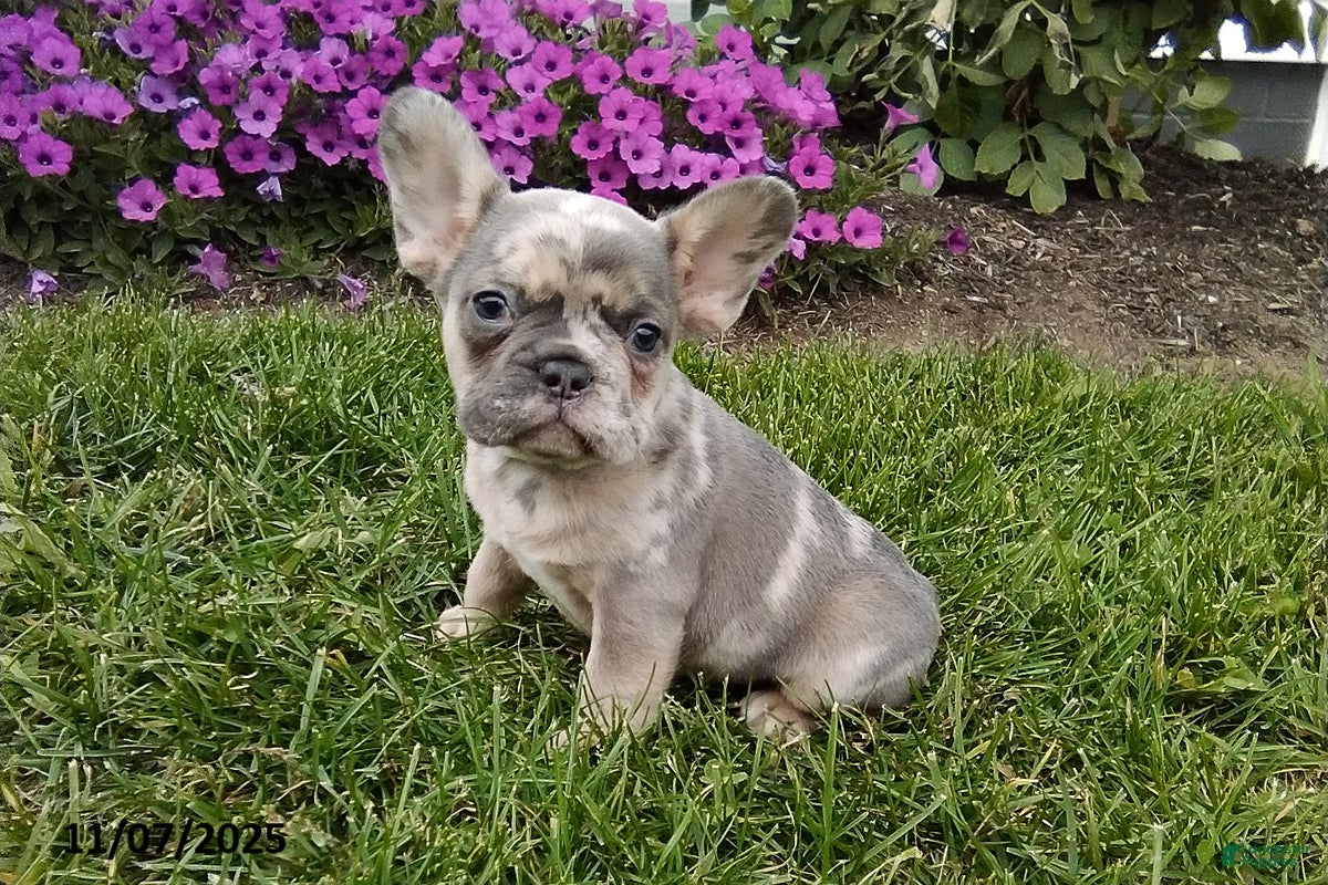 French Bulldog dogs Silas - Ad 40