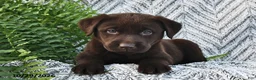 Labrador Retriever dogs for sale: Charmer  - Ad 1