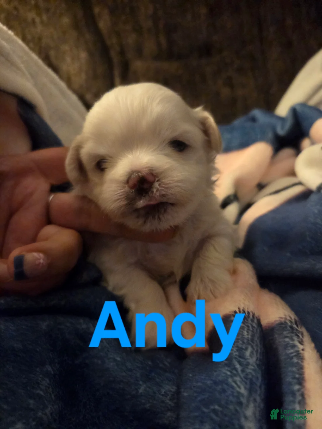 Malshi dogs for sale: Andy - Ad 1