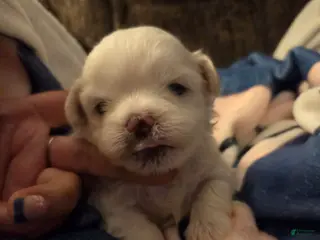 Malshi dogs Andy - Ad 9