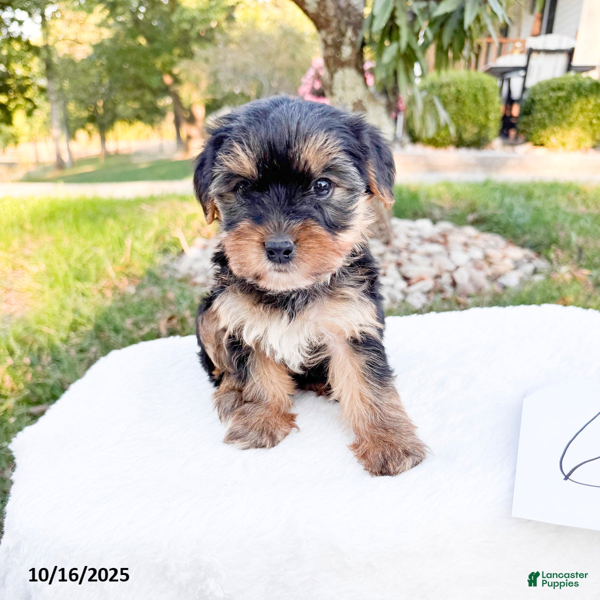 Yorkshire Terrier dogs Leo - Ad 15
