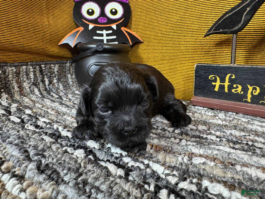 Pekapoo dogs for sale: Pekapoo 2 - Ad 1