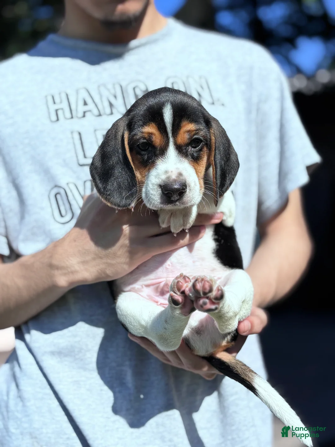 Beagle dogs for sale: Princess 💗 - Ad 15