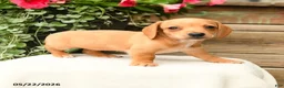 Dachshund dogs for sale: Shantelle - Ad 3