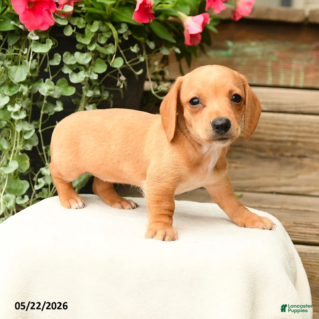 Dachshund dogs for sale: Shantelle - Ad 3