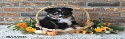 Miniature Australian Shepherd dogs for sale: Geo - Ad 3