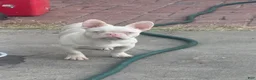 French Bulldog dogs for sale: Pinkey  - Ad 8