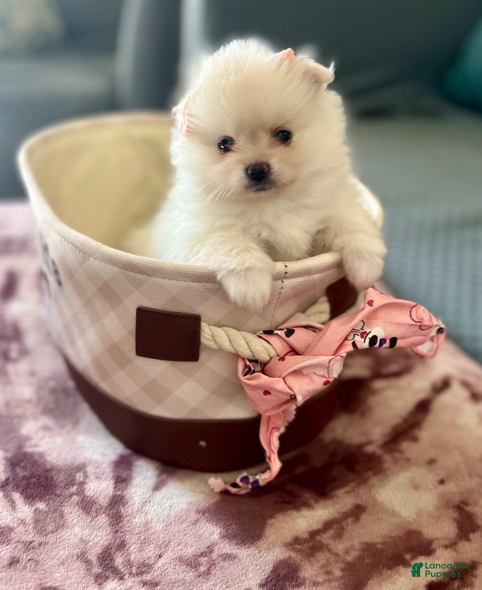 Pomeranian dogs Princess  - Ad 2