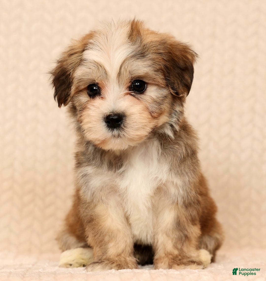 Yochon dogs for sale: Ollie - Ad 3