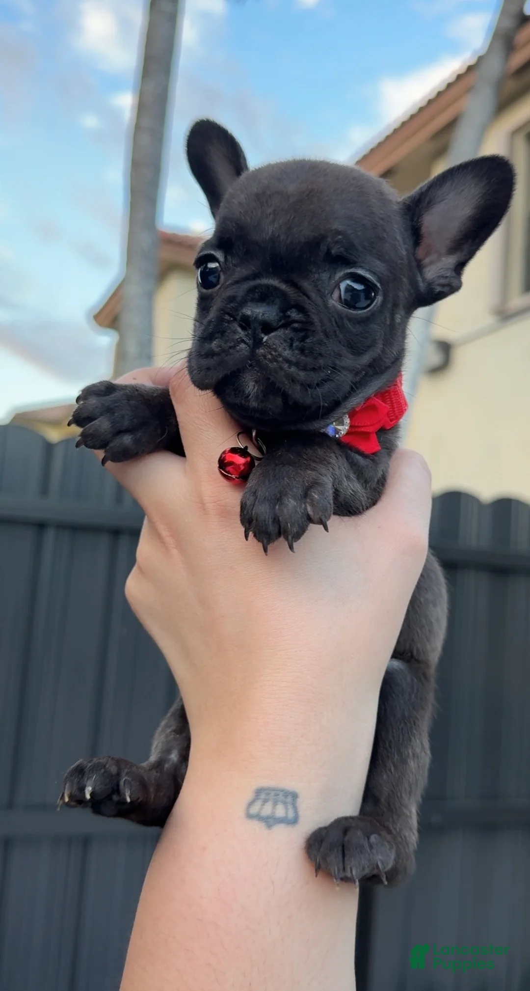 French Bulldog dogs for sale: Nyx - Ad 1