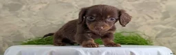 Miniature Dachshund dogs for sale: Lyla - Ad 5