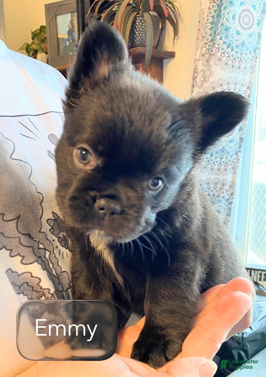 French Bulldog dogs Little Lady Emmy of House of Hepley - Ad 33