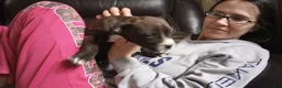 American Bully dogs for sale: Jaclyn Bouzakis - Ad 3