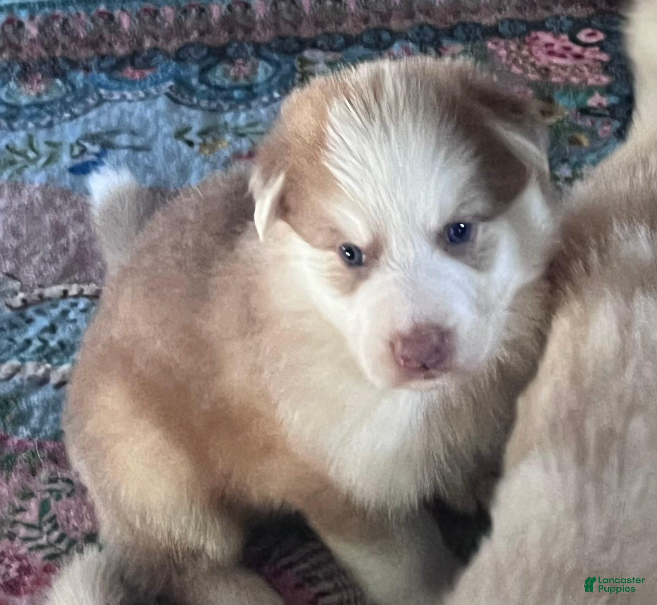 German Shepherd dogs German Shepherd Male 2 (Panda) - Ad 2