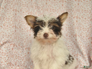 Yorkshire Terrier dogs Dahlia - Ad 32