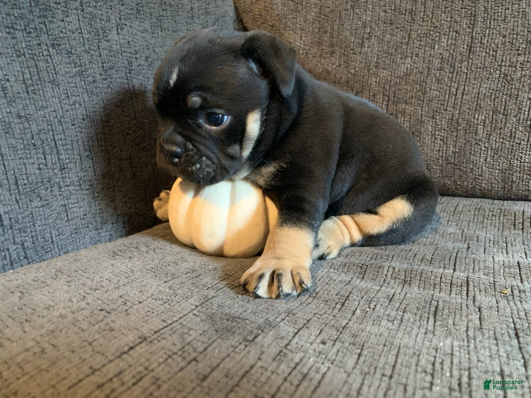 English Bulldog dogs for sale: Angel - Ad 1