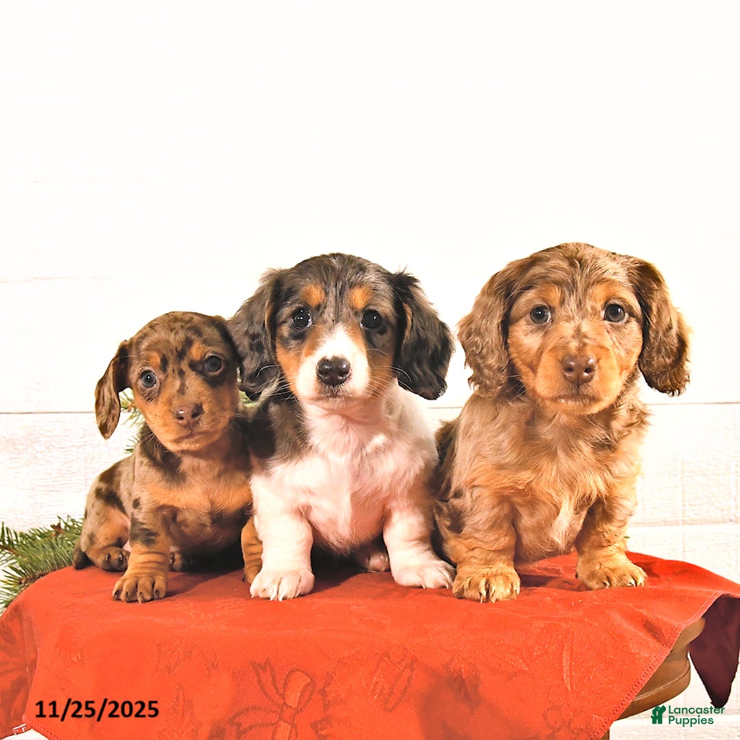 Miniature Dachshund dogs for sale: Sparkey   - Ad 5