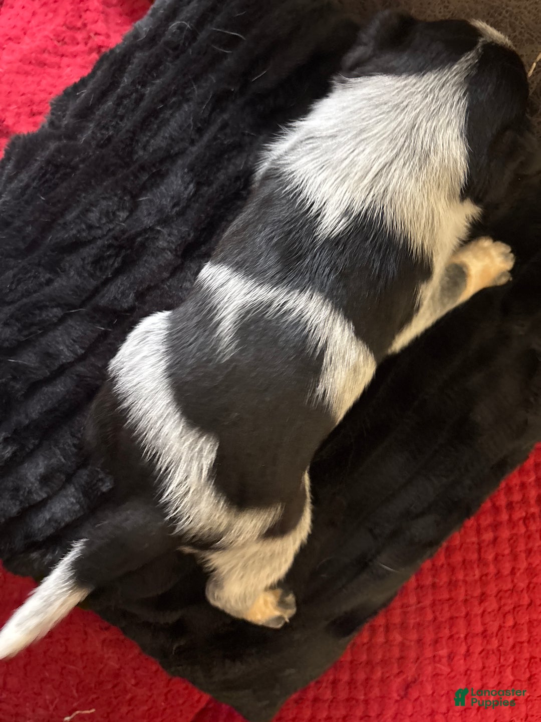 Australian Cattle Dog dogs for sale: Jigsaw - Ad 2