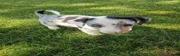 Jack Chi dogs for sale: Jack Chi 2 Calico - Ad 1