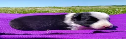 Border Collie dogs for sale: Gloria  - Ad 6