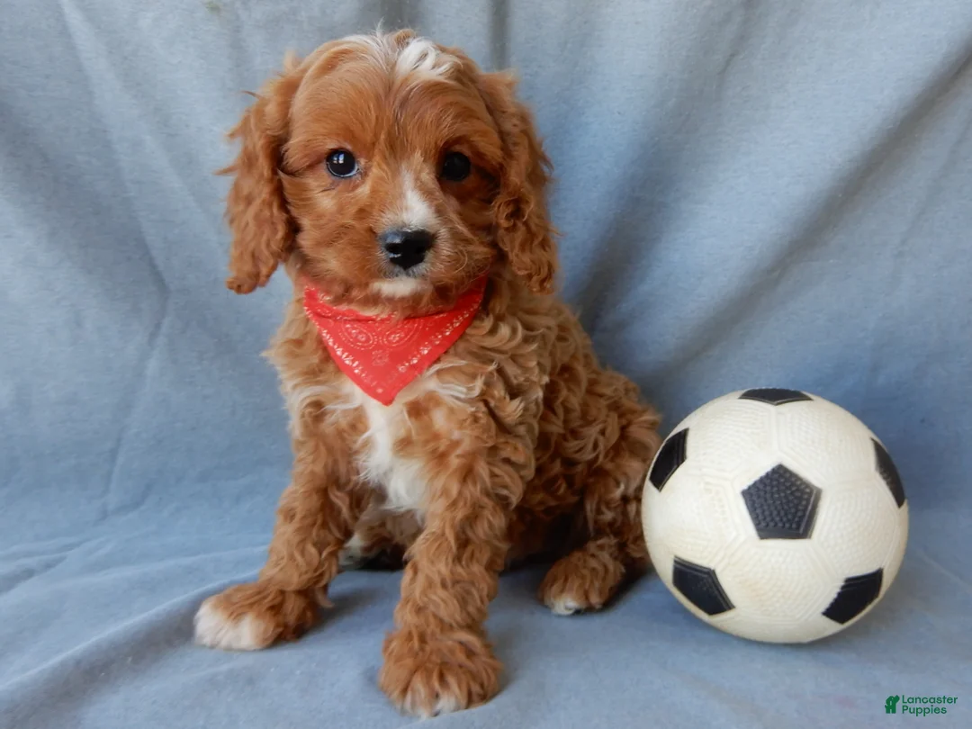 Cavapoo dogs for sale: Thomas - Ad 6