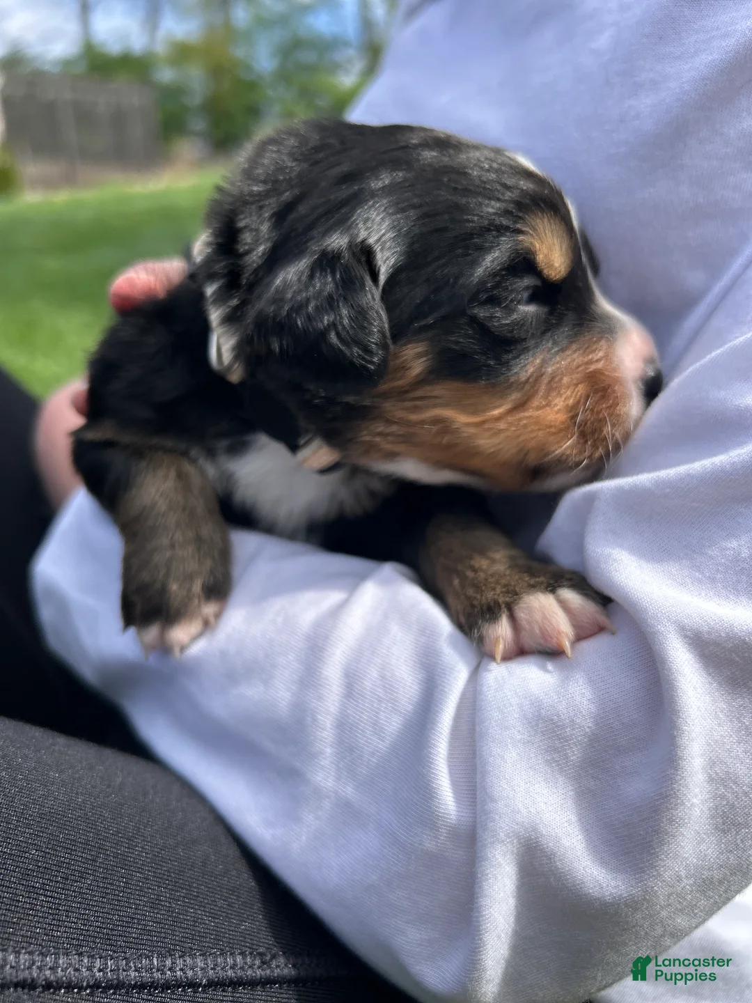 Bernese Mountain Dog dogs for sale: Bernese Mountain Dog Puppy 13 - Ad 1