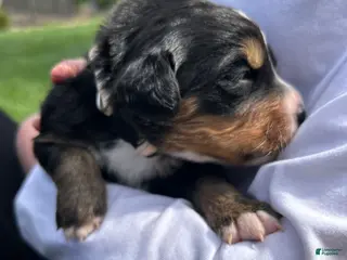 Bernese Mountain Dog dogs Bernese Mountain Dog Puppy 13 - Ad 29