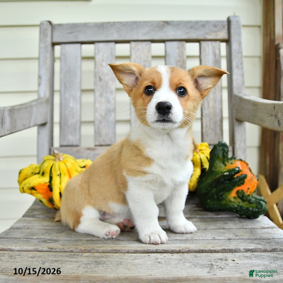 Welsh Corgi Pembroke dogs for sale: Ollie - Ad 1
